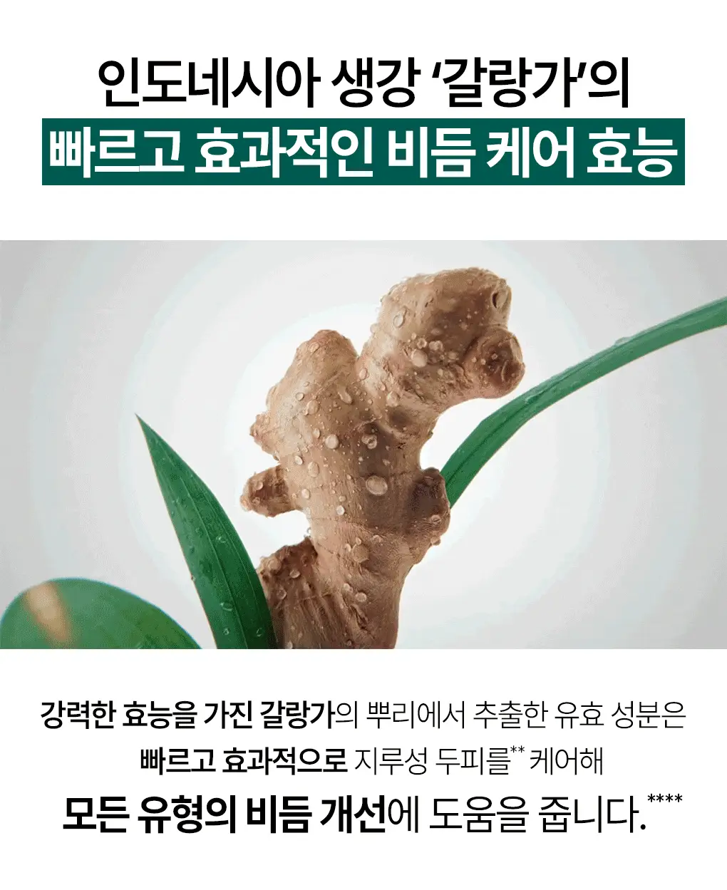 [지루성 두피 & 가려움 케어] 클로란 갈랑가 진저 비듬 앰플 100ml 상세페이지 7